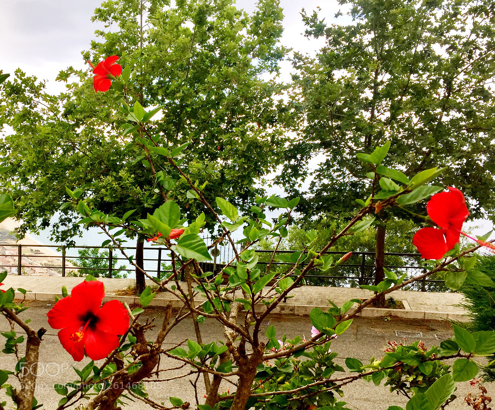 Apple iPhone 6 sample photo. Untitled photography