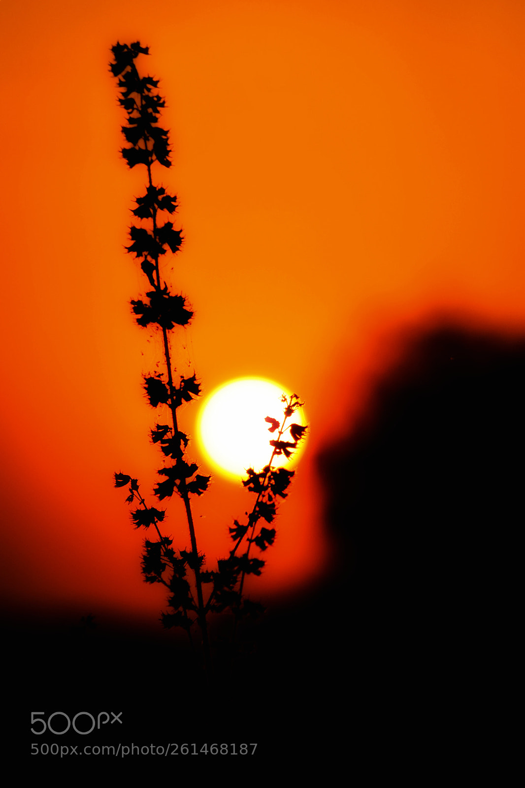 Nikon D5300 sample photo. Evening photography