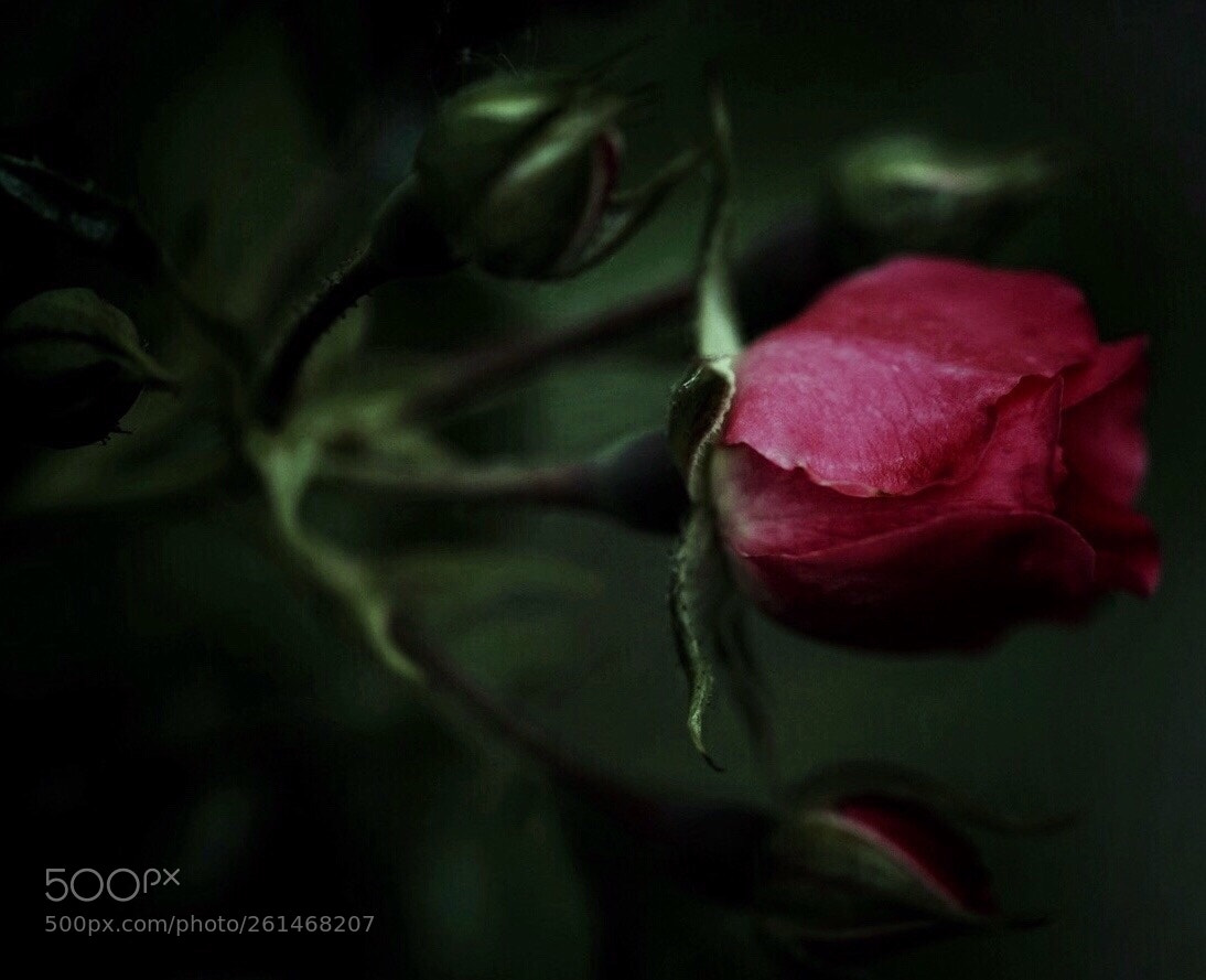 Sony a7 II sample photo. With sympathy  photography