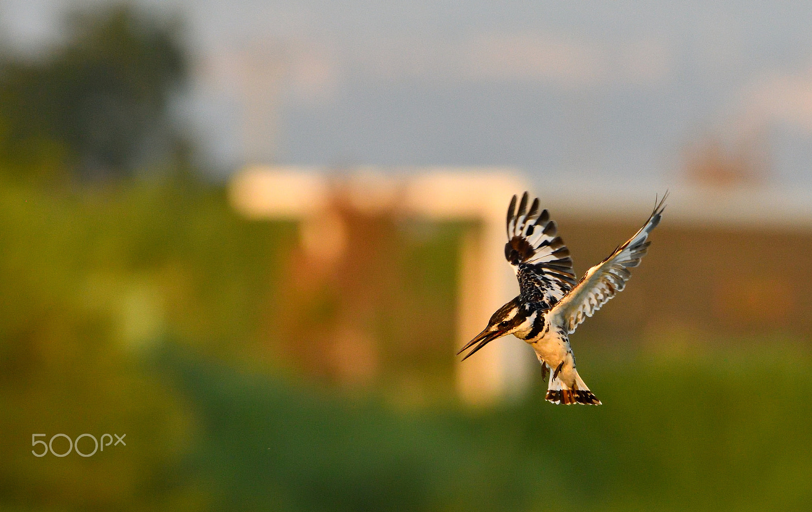 Nikon AF-S Nikkor 200-500mm F5.6E ED VR sample photo. In action photography