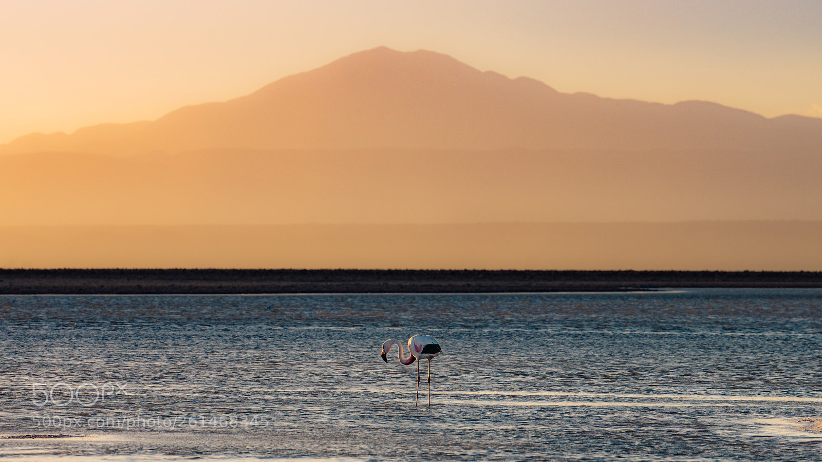 Sony a7R II sample photo. Free in the desert. photography
