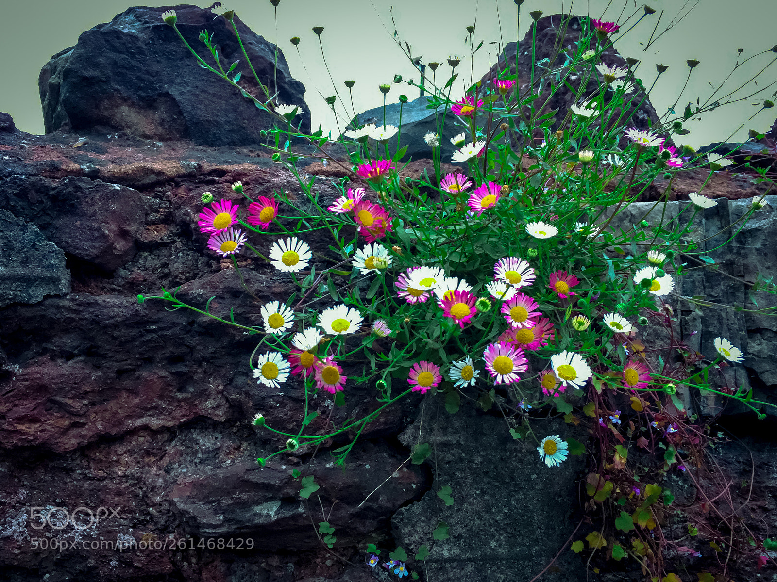 Apple iPhone 6s sample photo. Canal bridge flowers photography