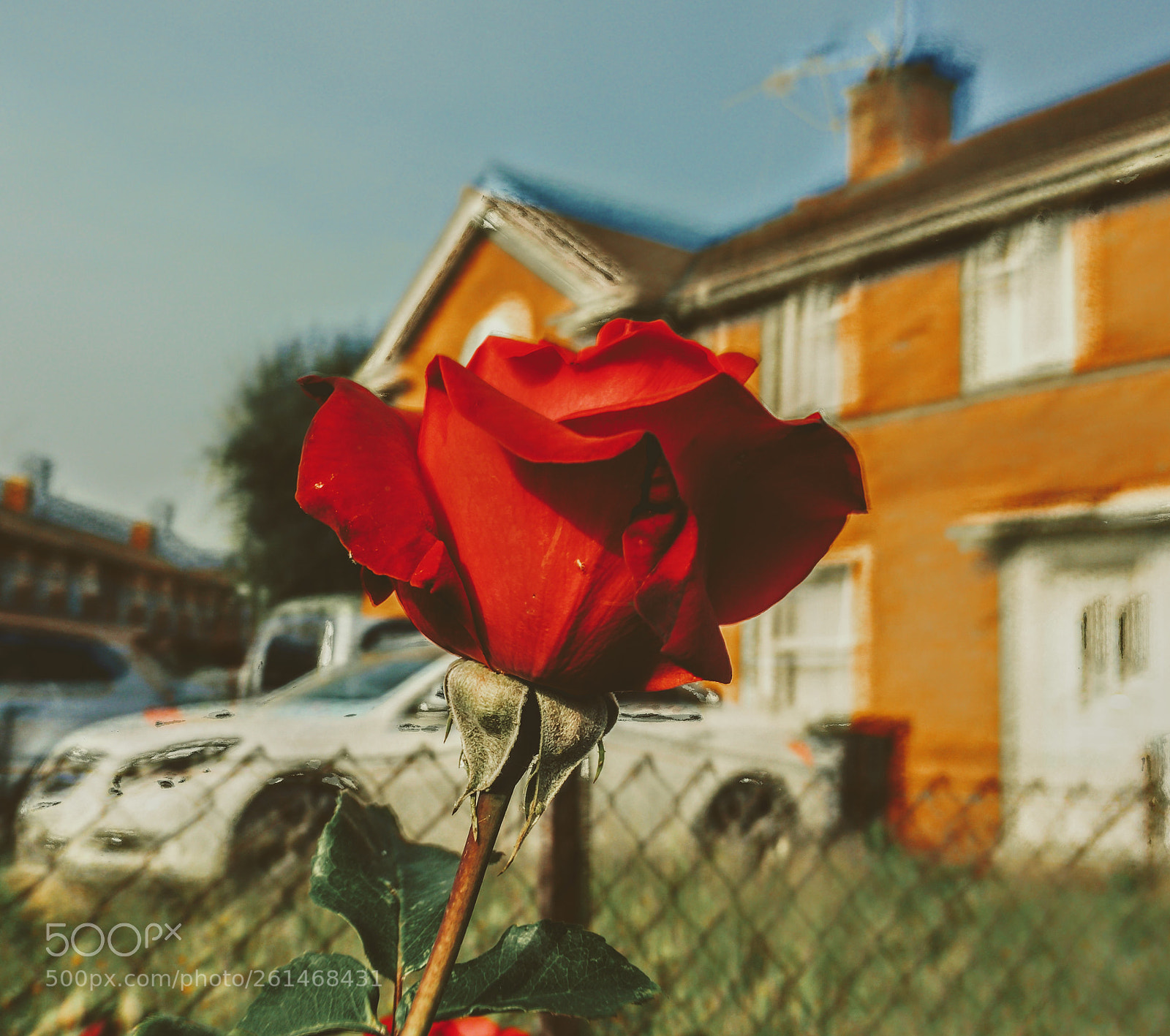 Apple iPhone 6s sample photo. China rose red photography