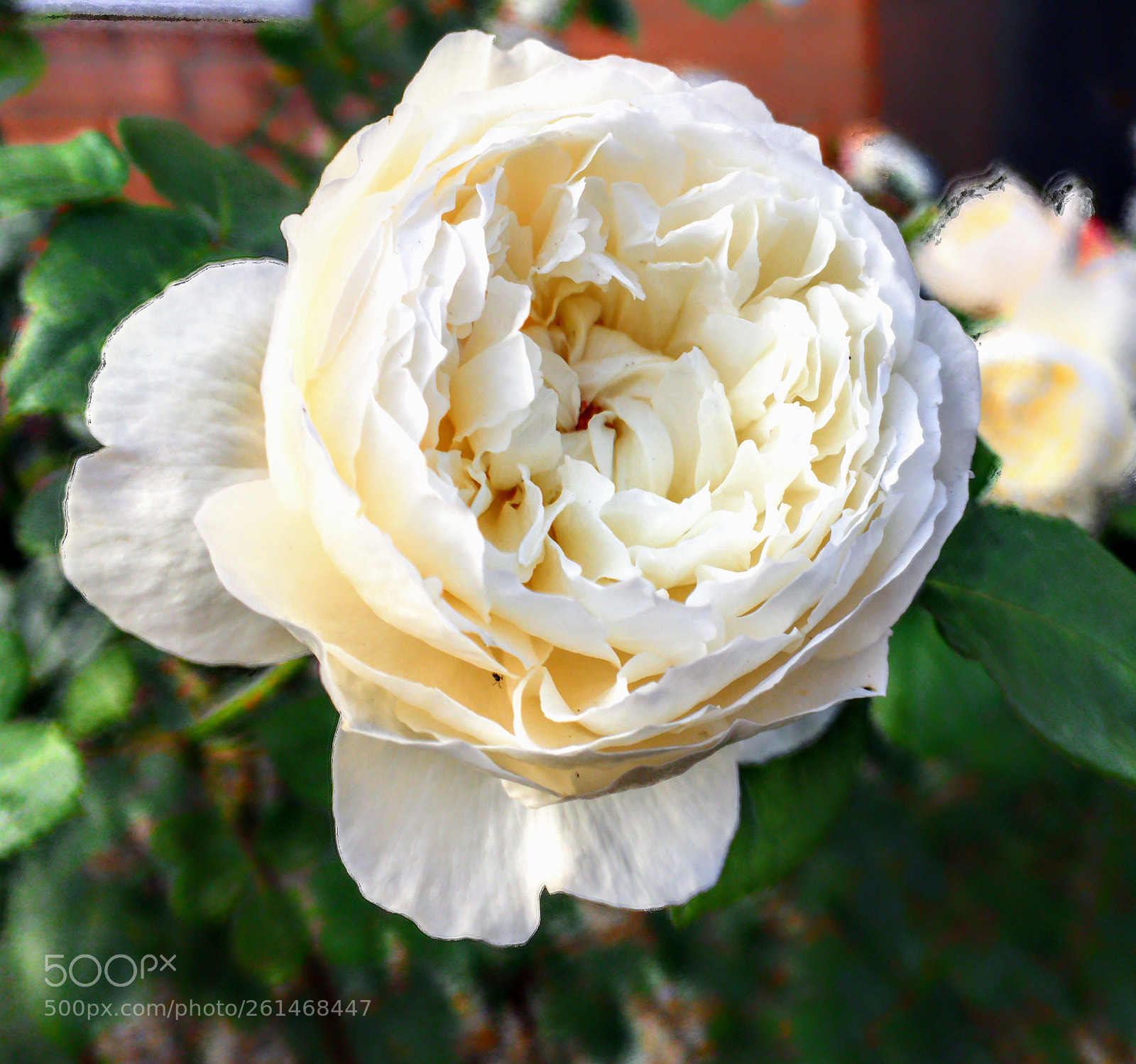 Apple iPhone 6s sample photo. China rose white photography