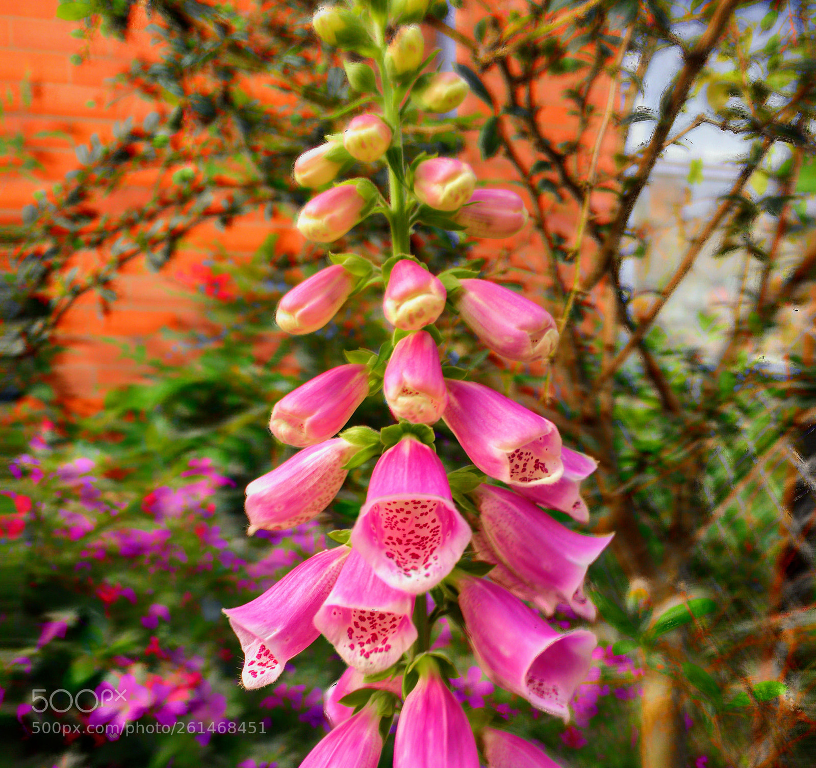 Apple iPhone 6s sample photo. Foxglove photography