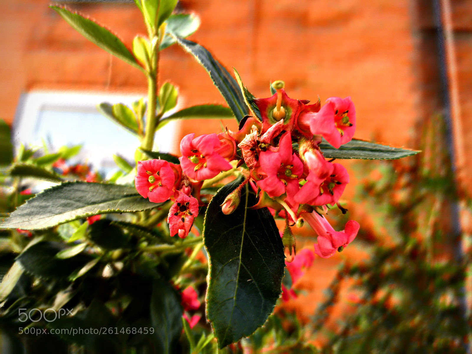 Apple iPhone 6s sample photo. Garden balasm photography