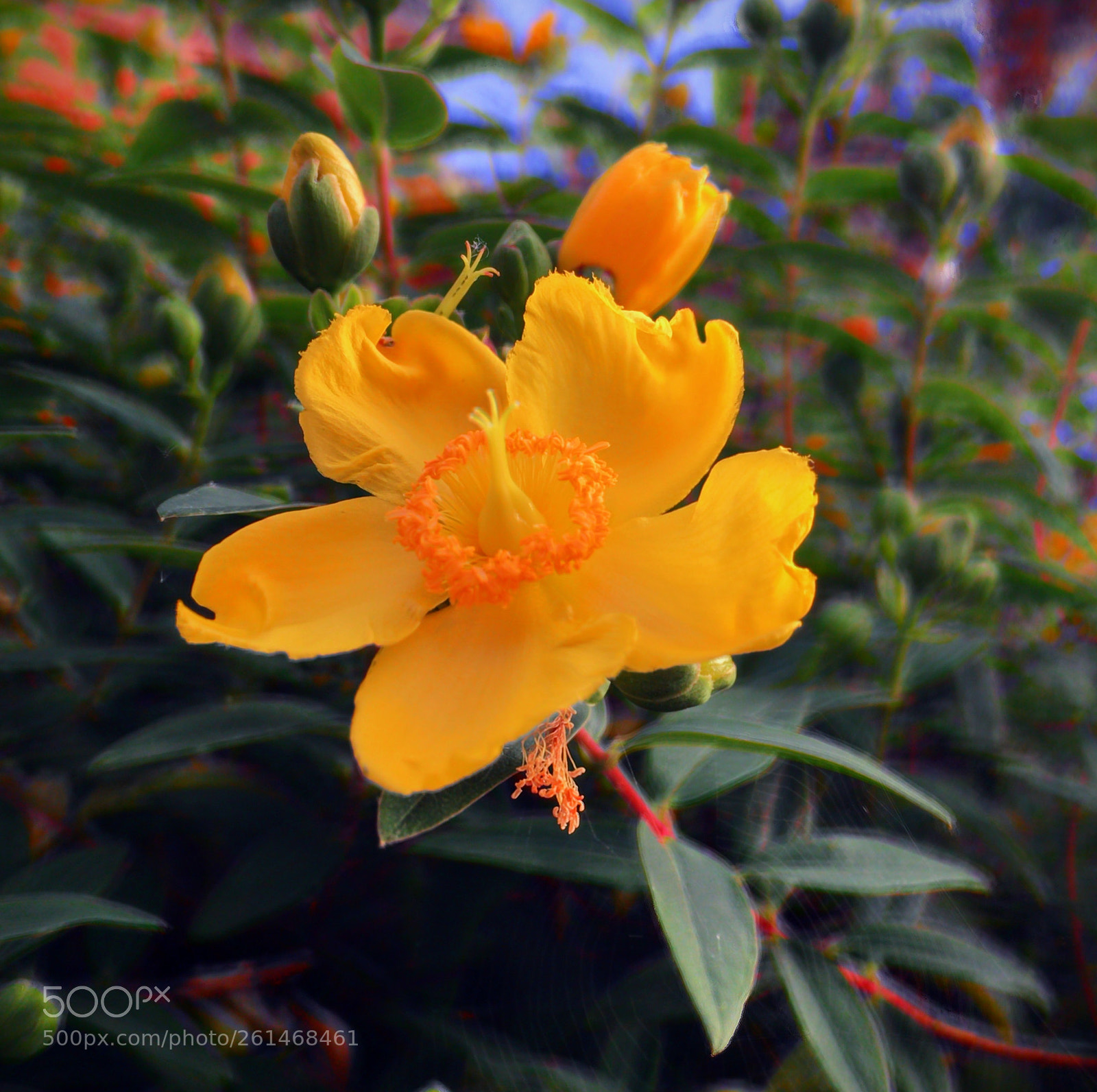 Apple iPhone 6s sample photo. Hypericum patulum photography