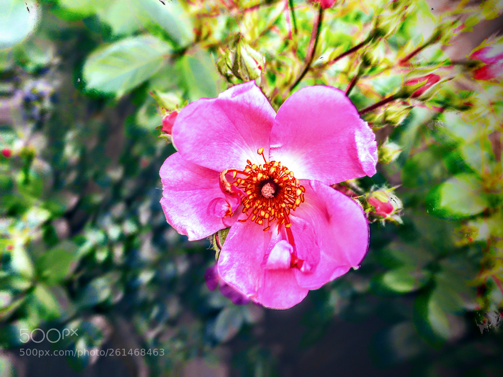 Apple iPhone 6s sample photo. Japanese anemone photography