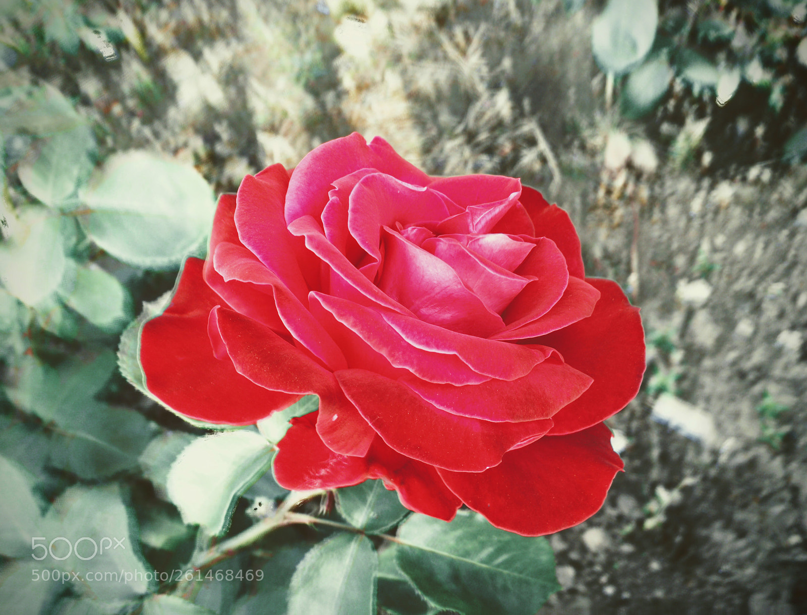 Apple iPhone 6s sample photo. Red china rose photography