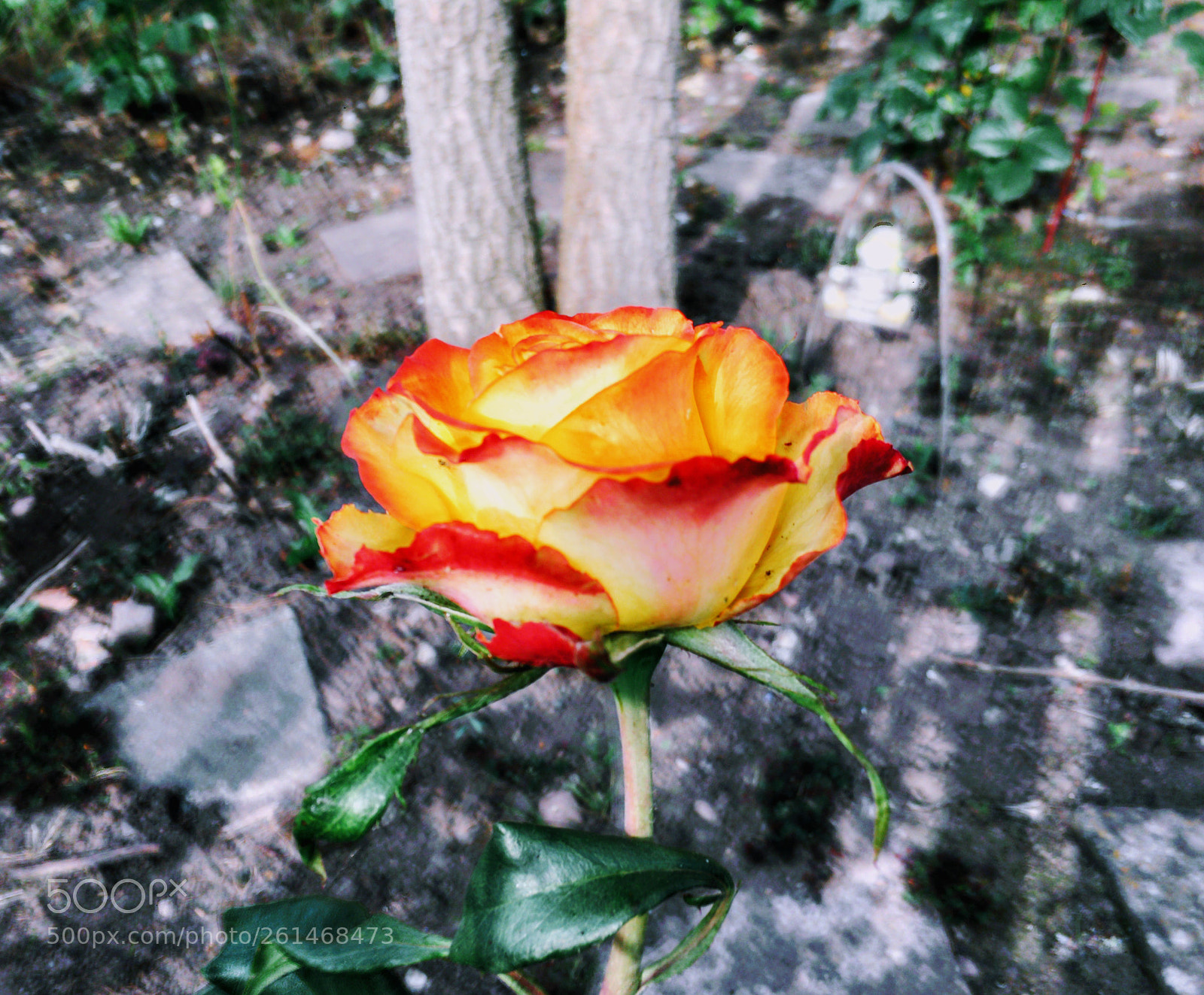 Apple iPhone 6s sample photo. Orange china rose photography
