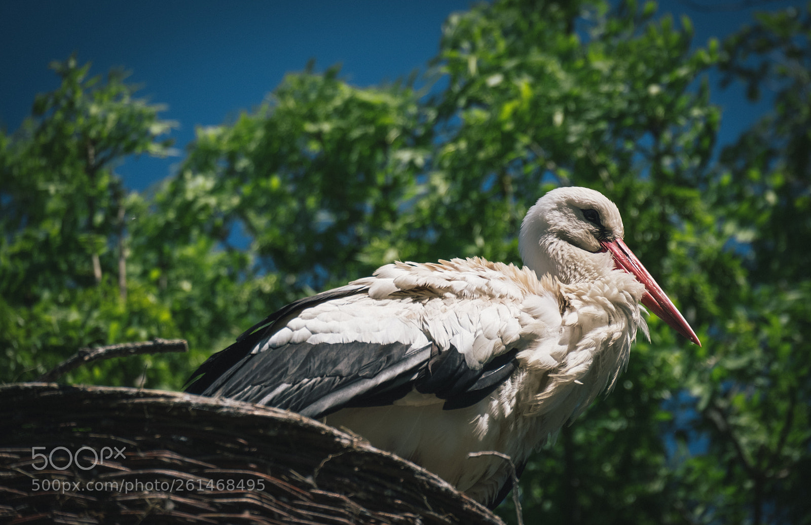 Fujifilm X-T2 sample photo. Stork photography