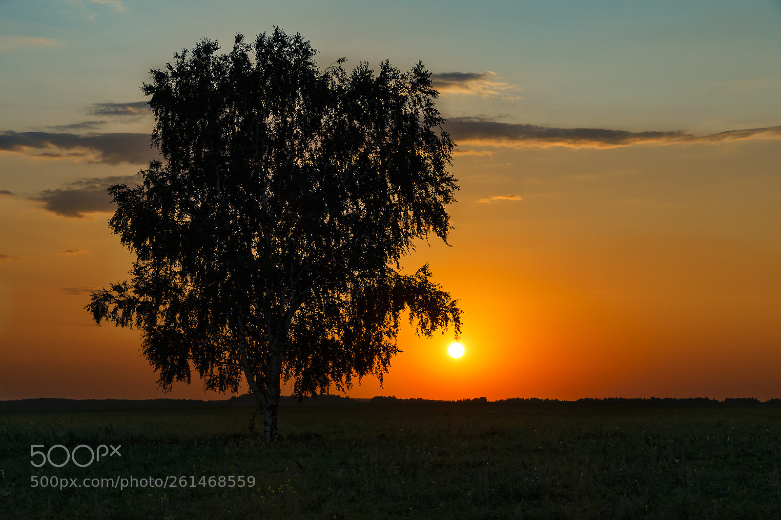 Canon EOS 6D sample photo. Lonely birch in the photography