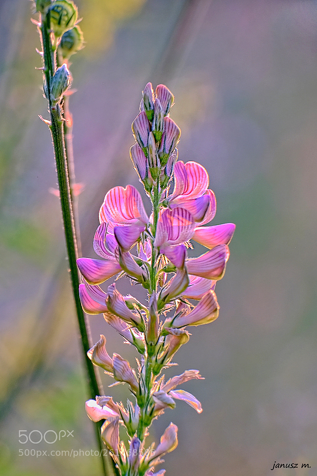 Fujifilm X-T10 sample photo. Flowers of the polish photography