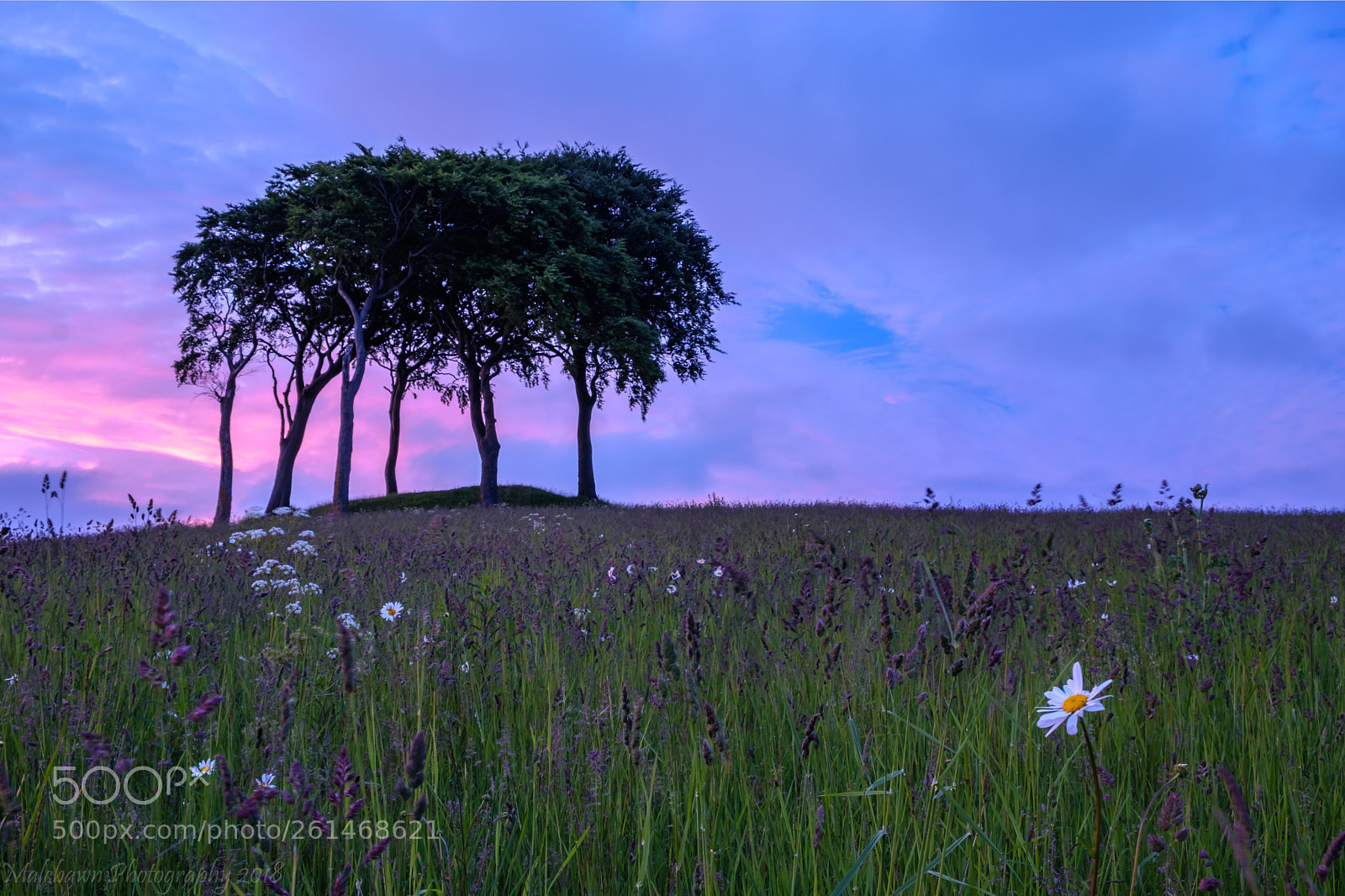 Fujifilm X-T2 sample photo. Daisy's dusk. photography