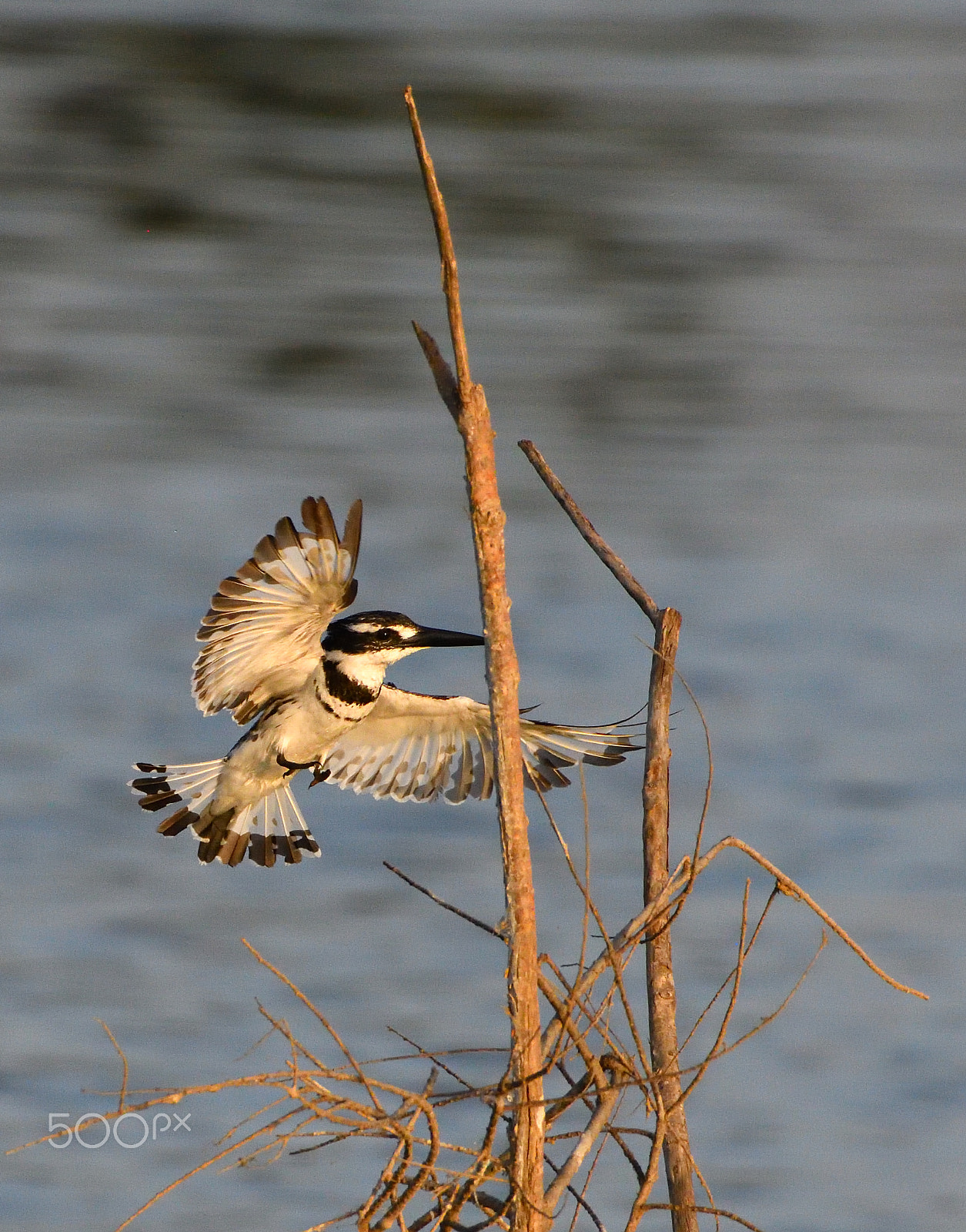 Nikon D500 + Nikon AF-S Nikkor 200-500mm F5.6E ED VR sample photo. Beautiful wings photography