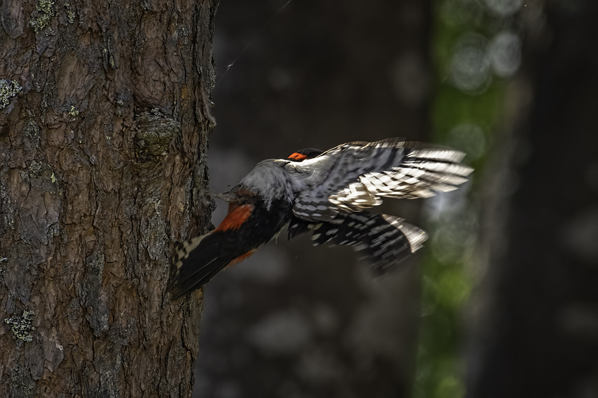 Pentax K-1 sample photo. Take off! photography