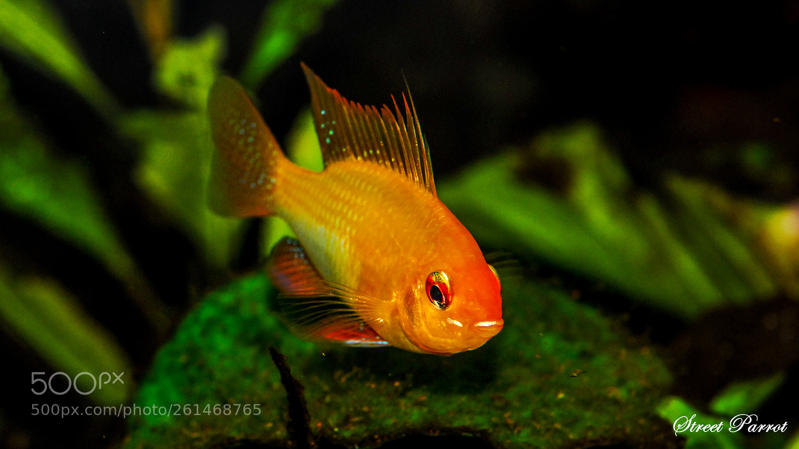 Nikon D200 sample photo. Mikrogeophagus ramirezi photography