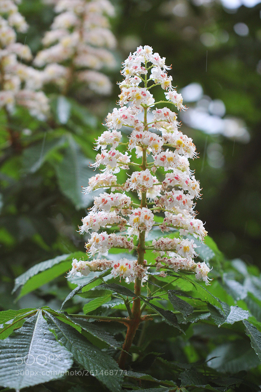 Canon EOS 60D sample photo. Ysfqwe photography