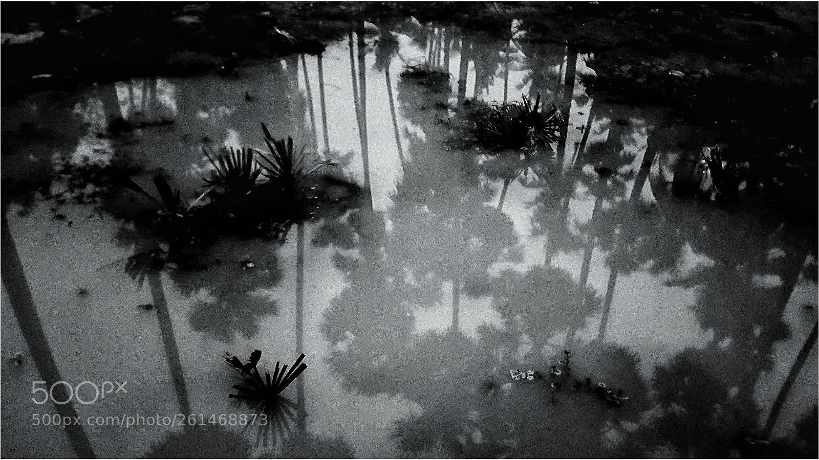 Samsung Galaxy S6 sample photo. Palmyrah trees - reflection photography