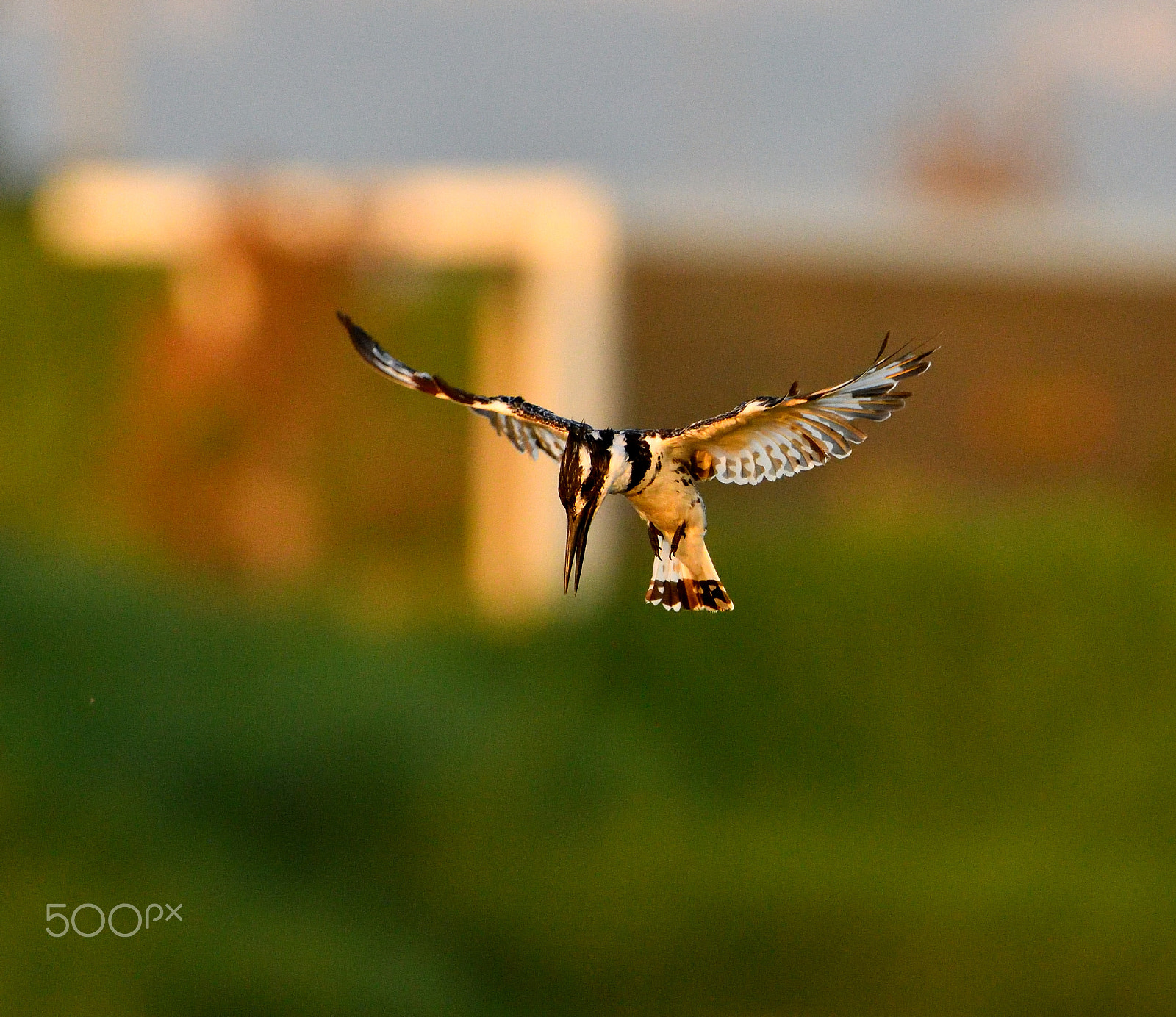 Nikon AF-S Nikkor 200-500mm F5.6E ED VR sample photo. Ready to dive photography