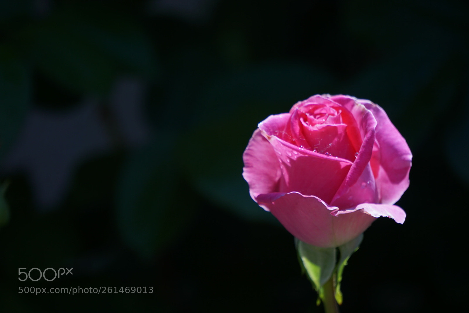 Sony a6000 sample photo. Bud photography