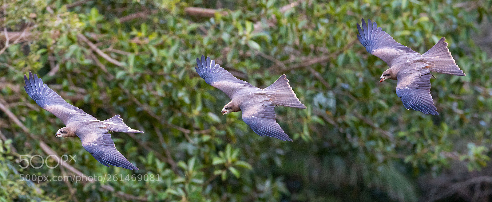 Canon EOS 5D Mark IV sample photo. 2018-06-04 - canon collective photography