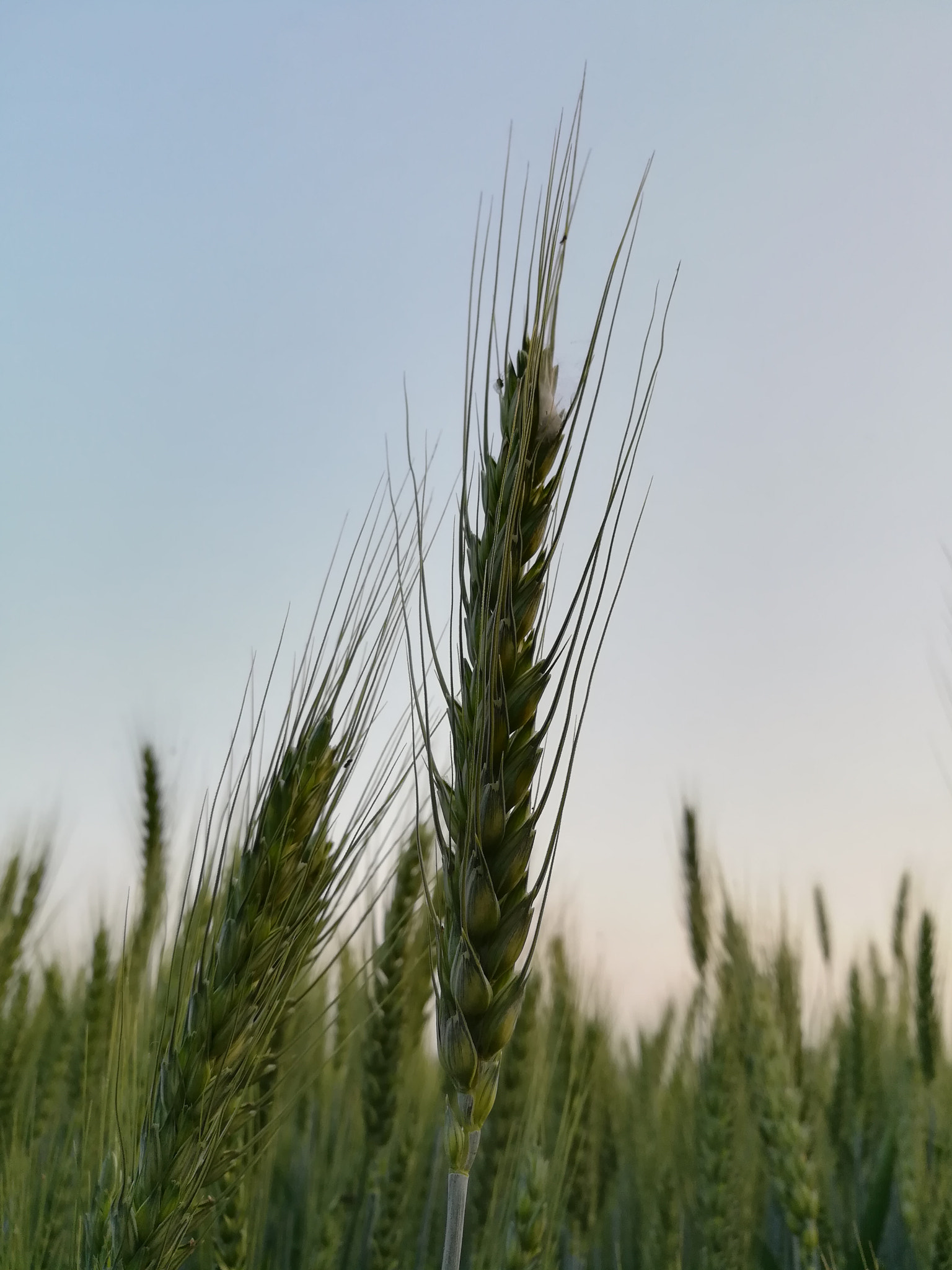 HUAWEI honor 6x sample photo. Wheat just grown photography