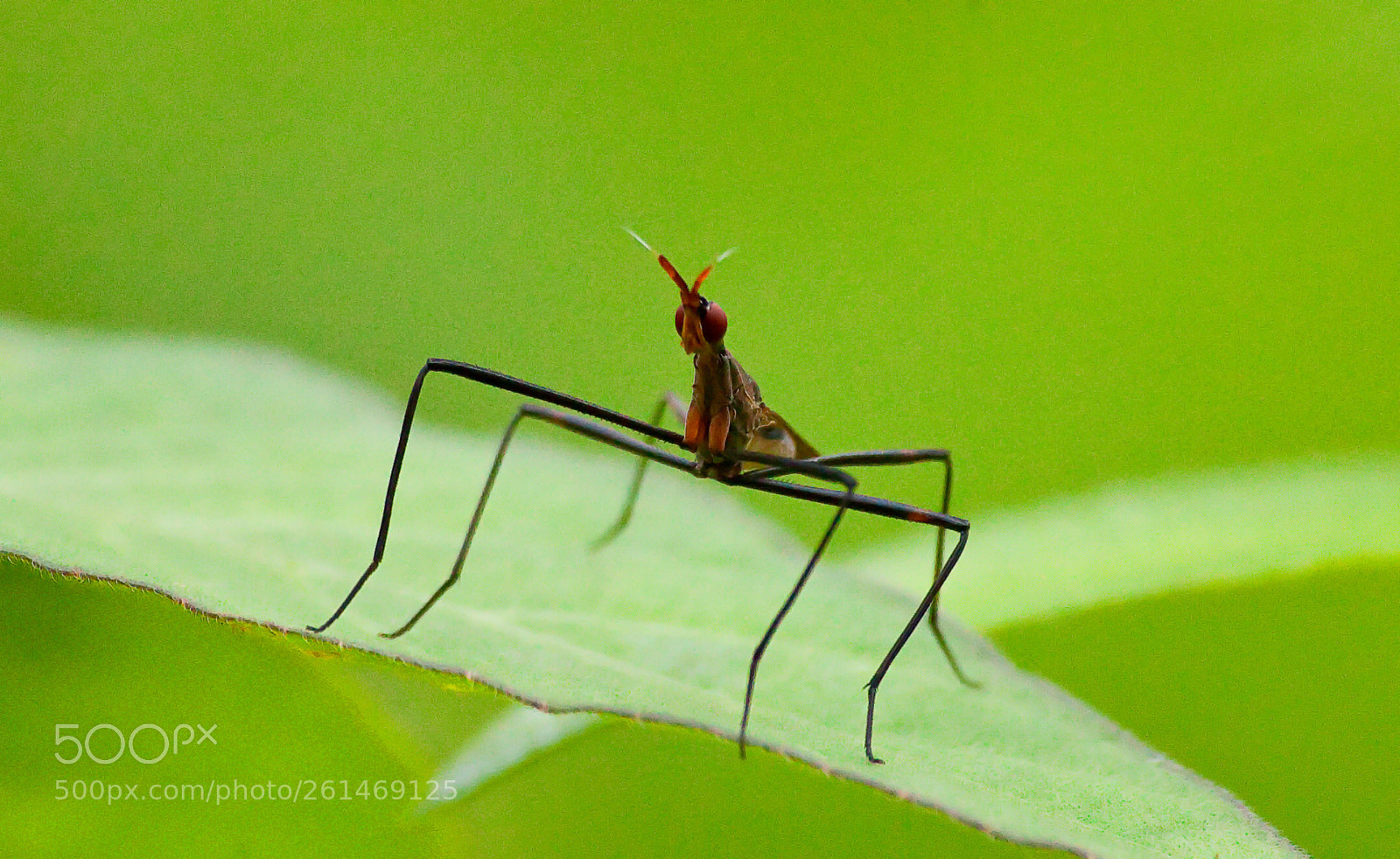 Canon EOS 5D Mark II sample photo. Phasmatidae photography