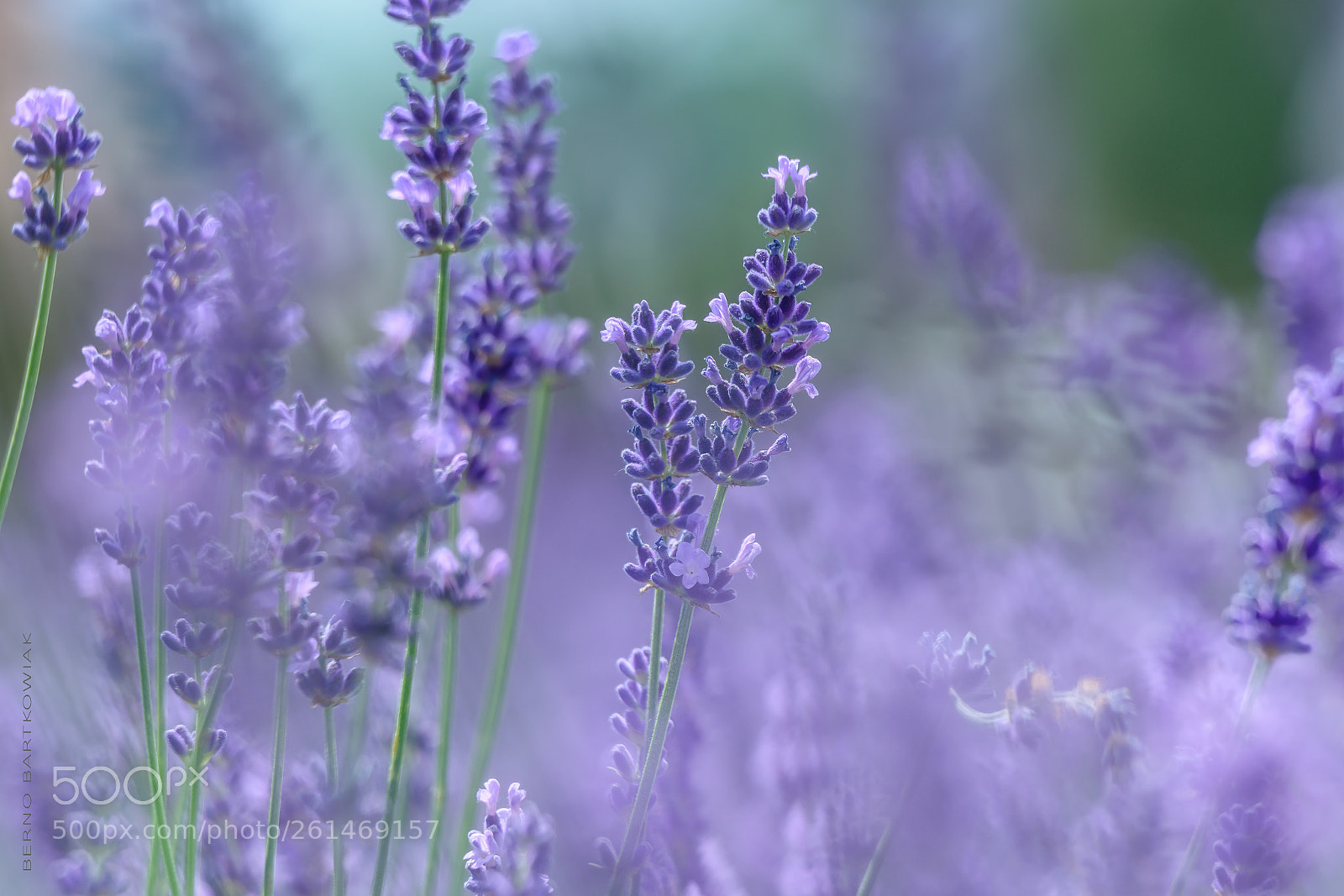 Nikon D7100 sample photo. Lavender lavendel photography