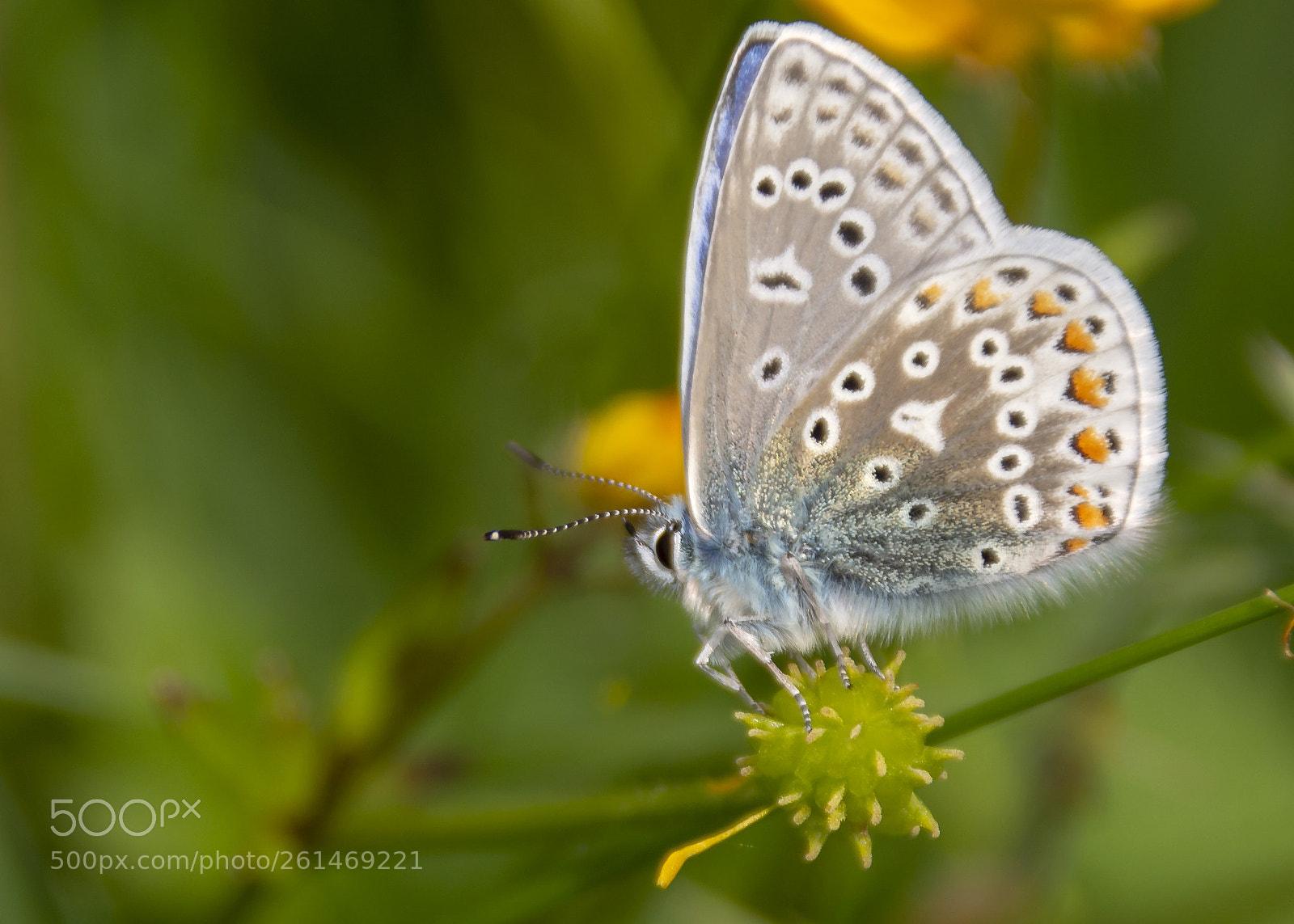 Nikon D7100 sample photo. Common blue photography