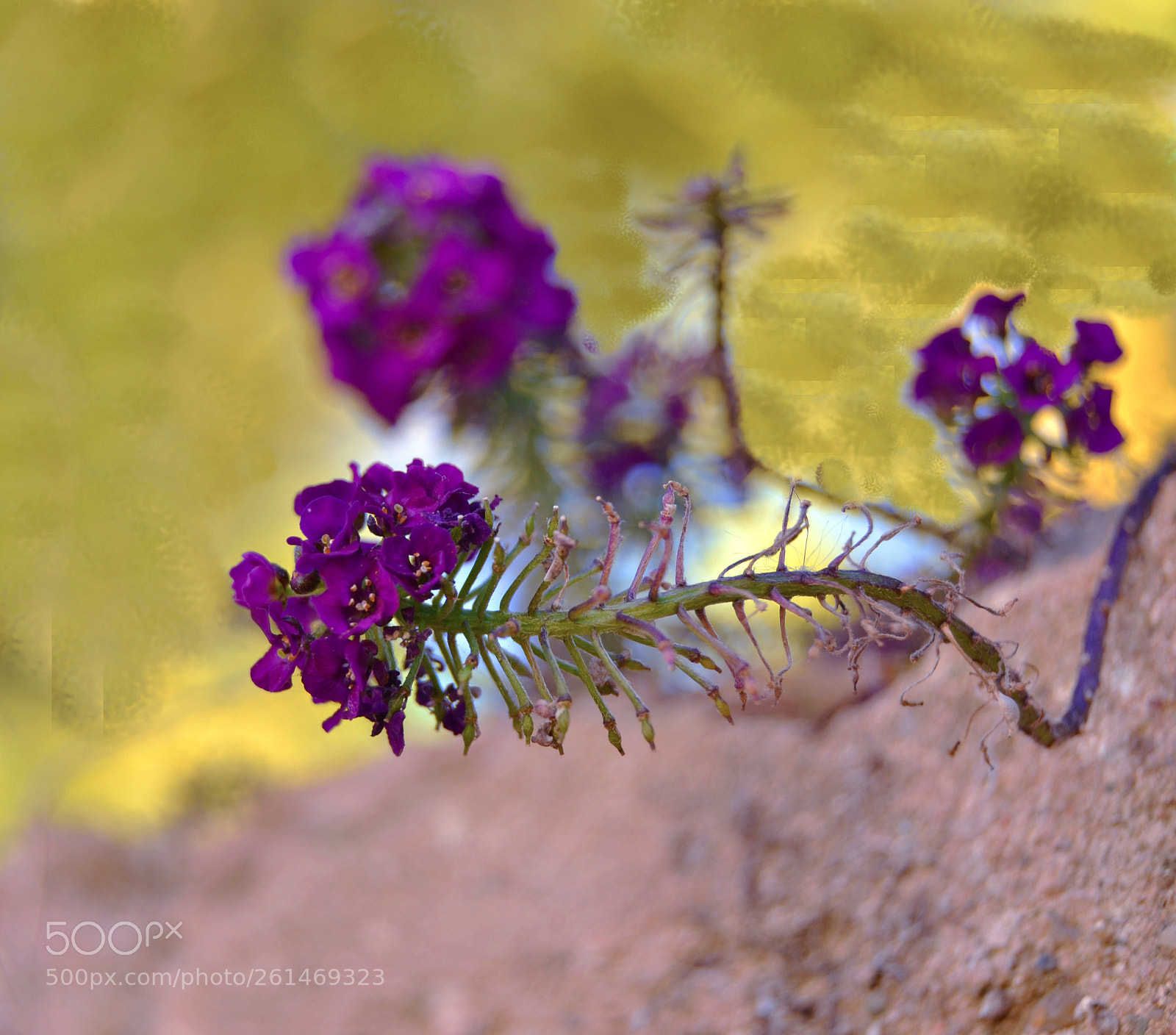 Nikon D3100 sample photo. Flor photography