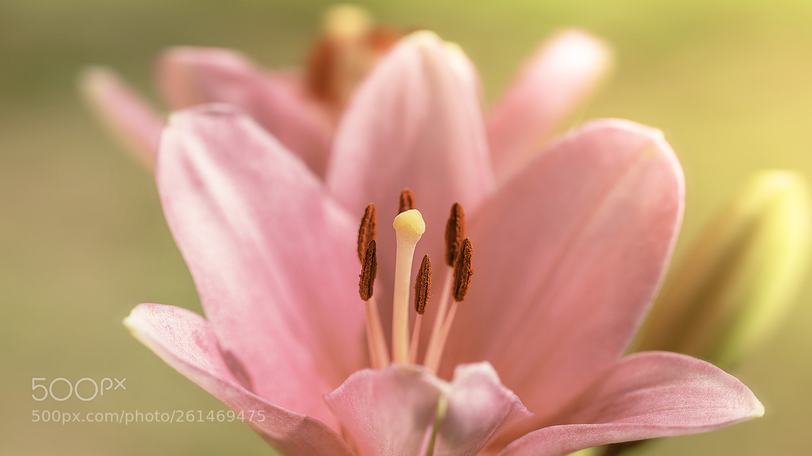 Canon EOS 6D Mark II sample photo. Img photography