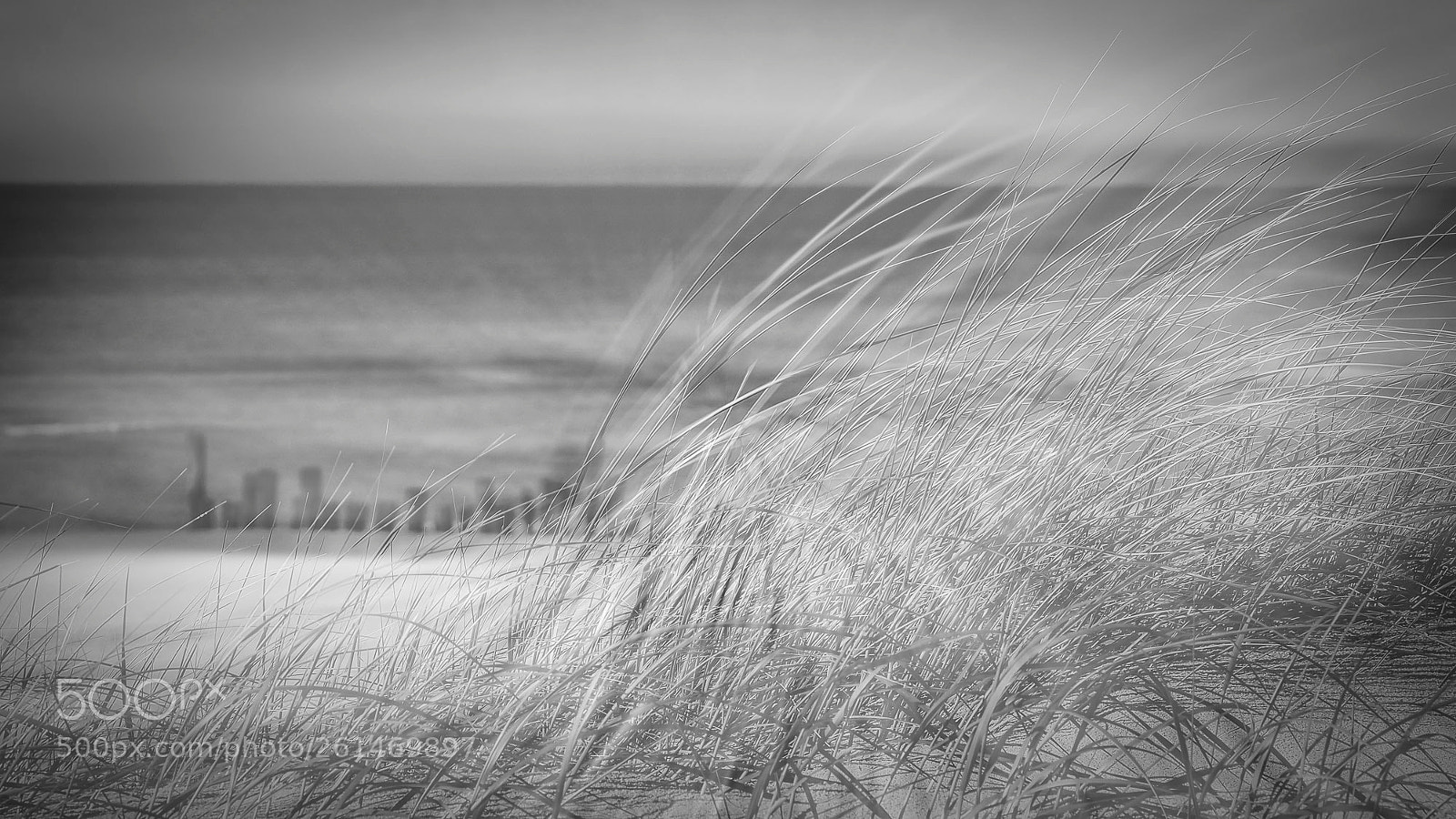 Olympus OM-D E-M5 II sample photo. The wind blows photography