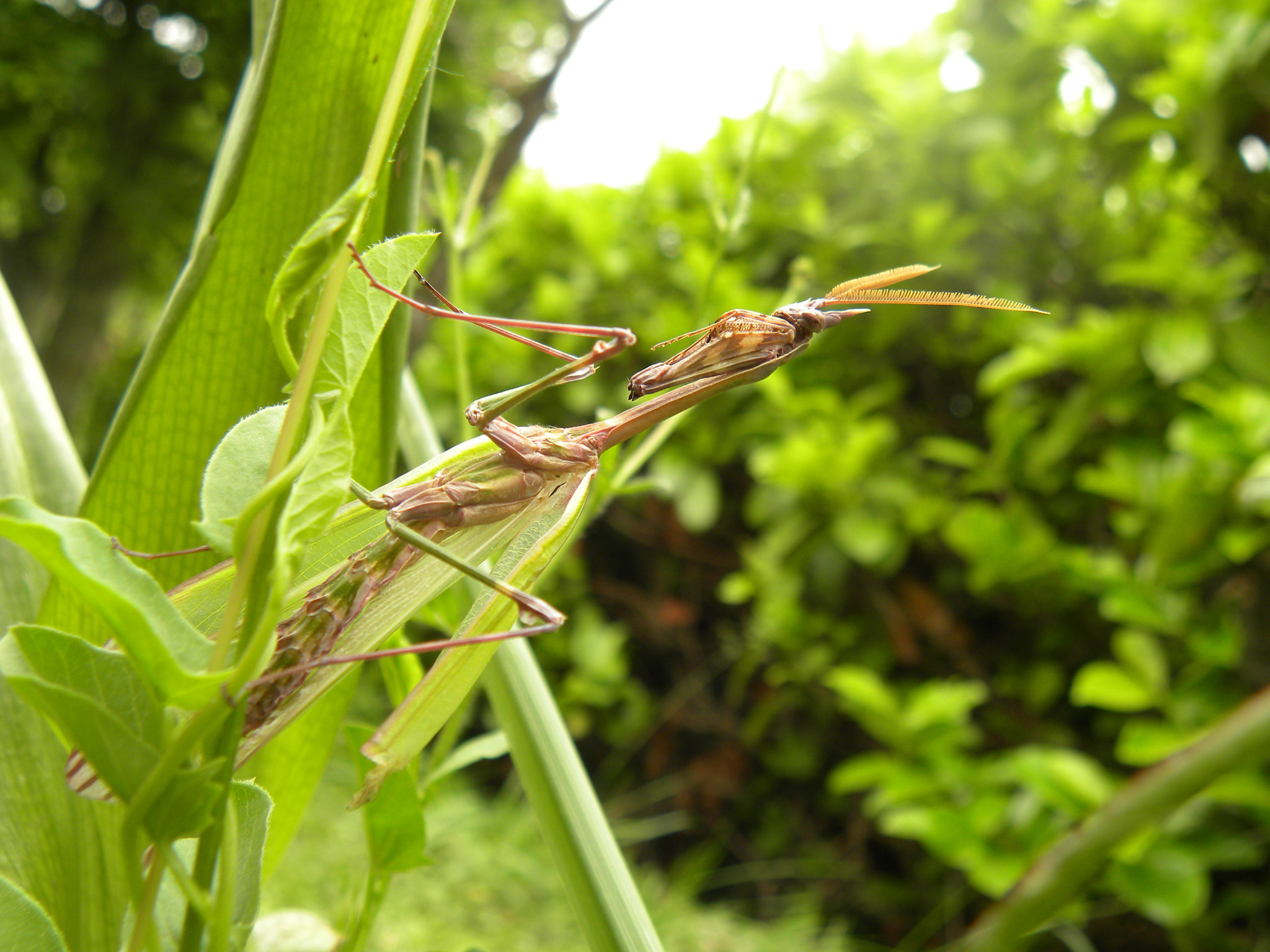Nikon Coolpix P90 sample photo. Praying mantis photography