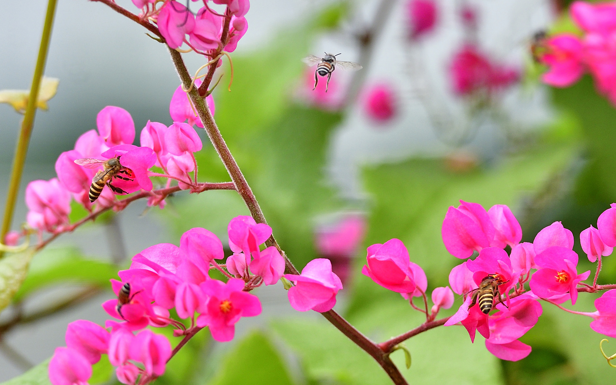 Nikon AF-S Nikkor 70-200mm F2.8G ED VR II sample photo. Busy day photography