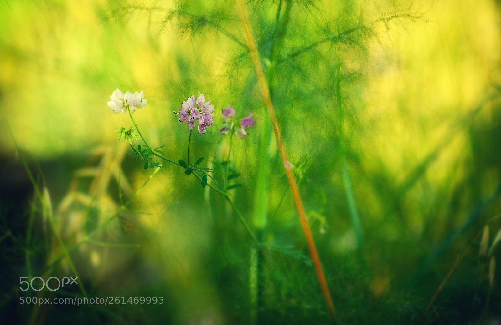 Canon EOS 5D Mark II sample photo. Quadro con finocchio photography