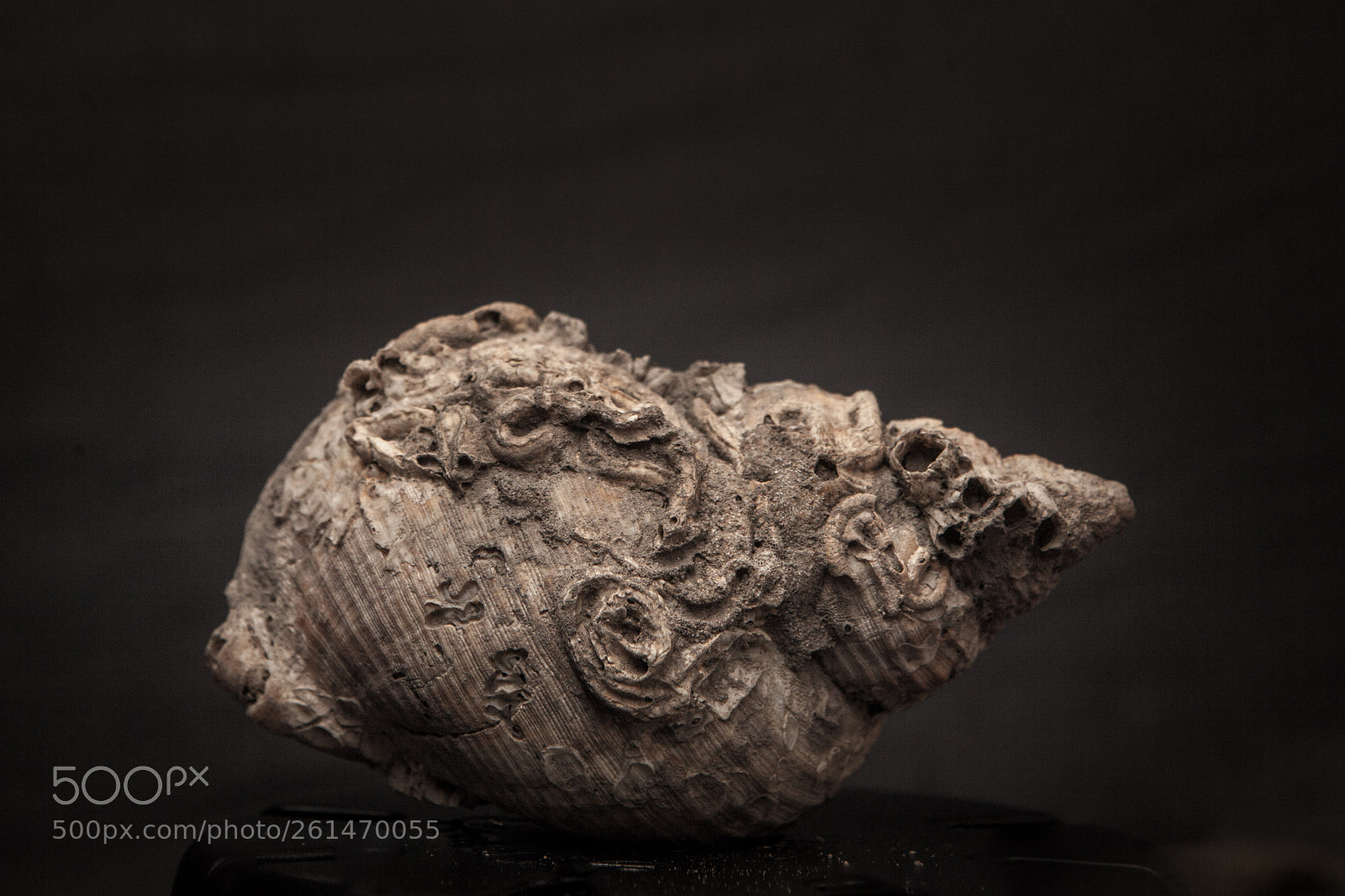 Canon EOS 5D Mark II sample photo. Shell photography