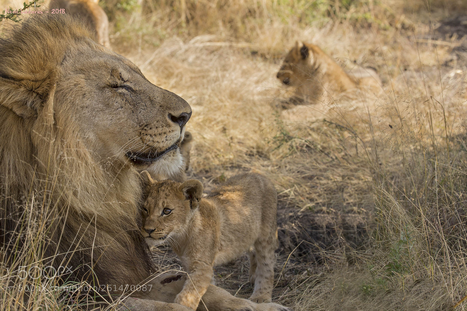 Canon EOS-1D X sample photo. Father lion love photography