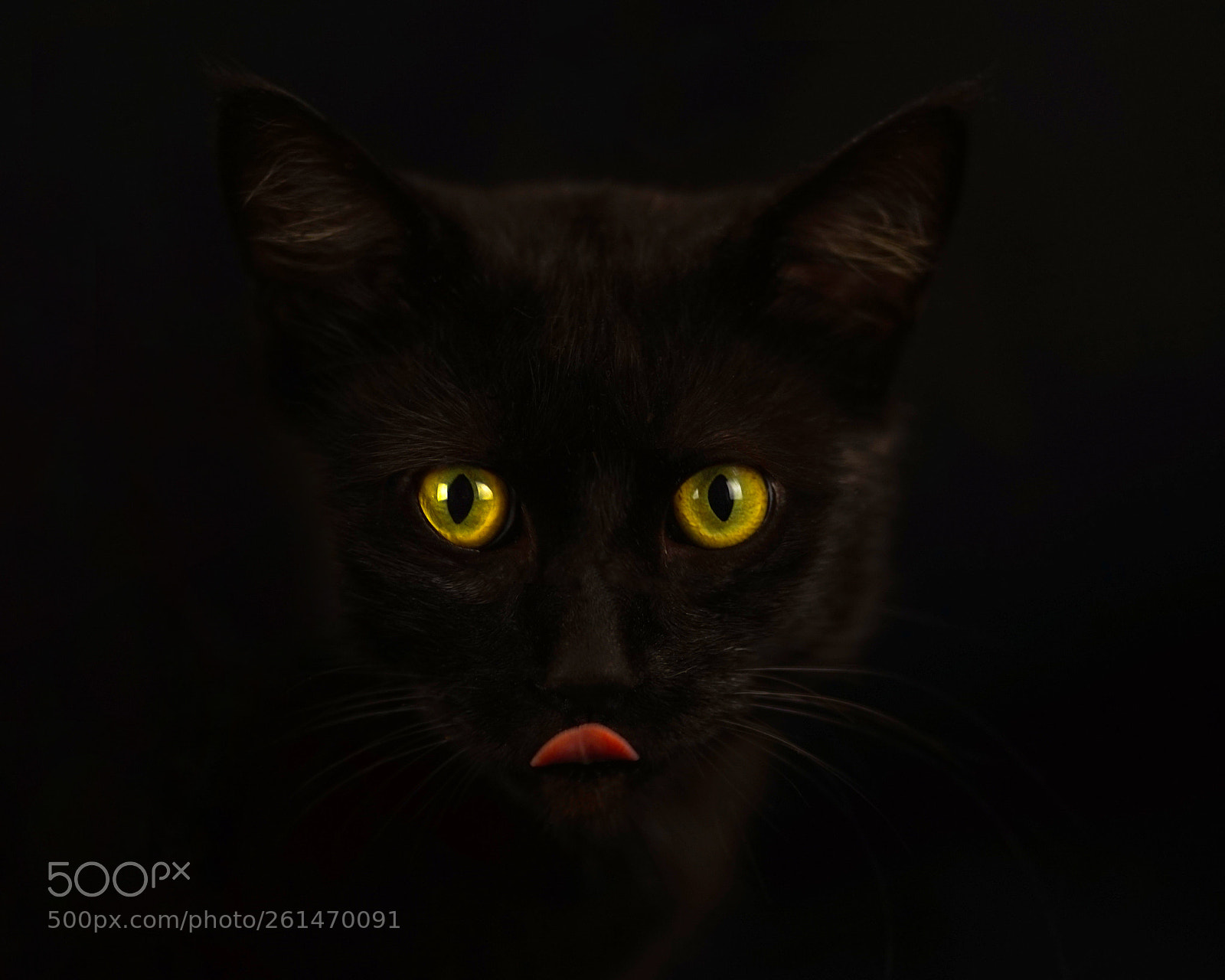 Sony a7 sample photo. Black cat yellow eyes photography