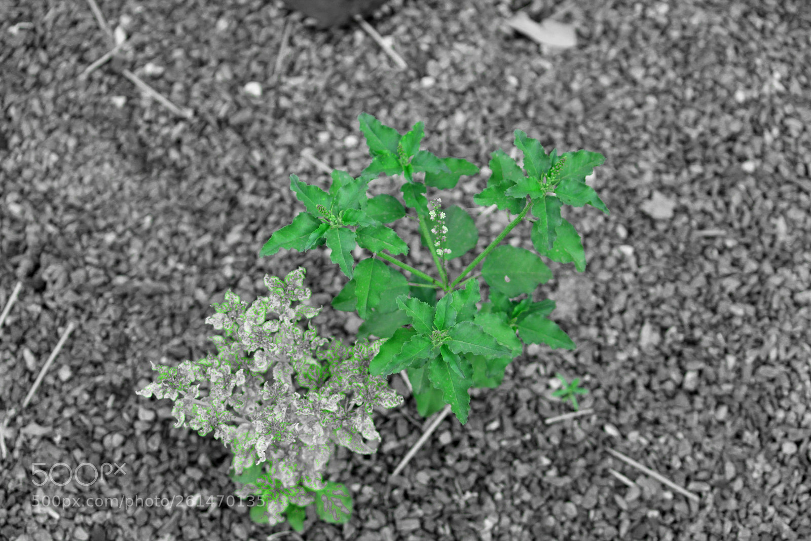 Canon EOS 1300D (EOS Rebel T6 / EOS Kiss X80) sample photo. Untitled photography