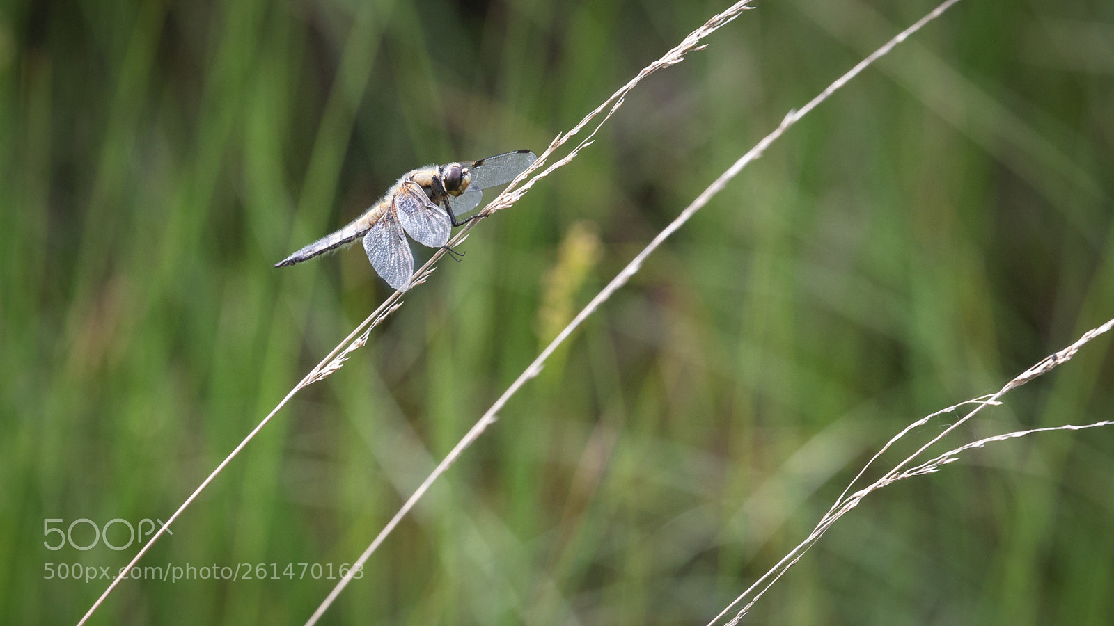 Canon EOS 6D Mark II sample photo. Libelle photography