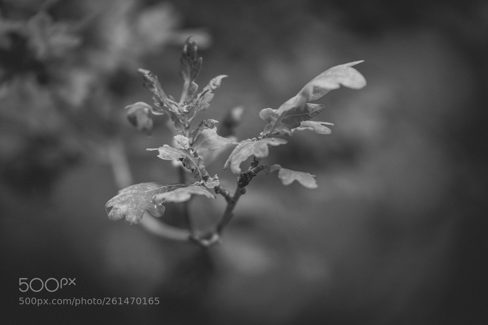 Canon EOS 6D Mark II sample photo. Nature photography