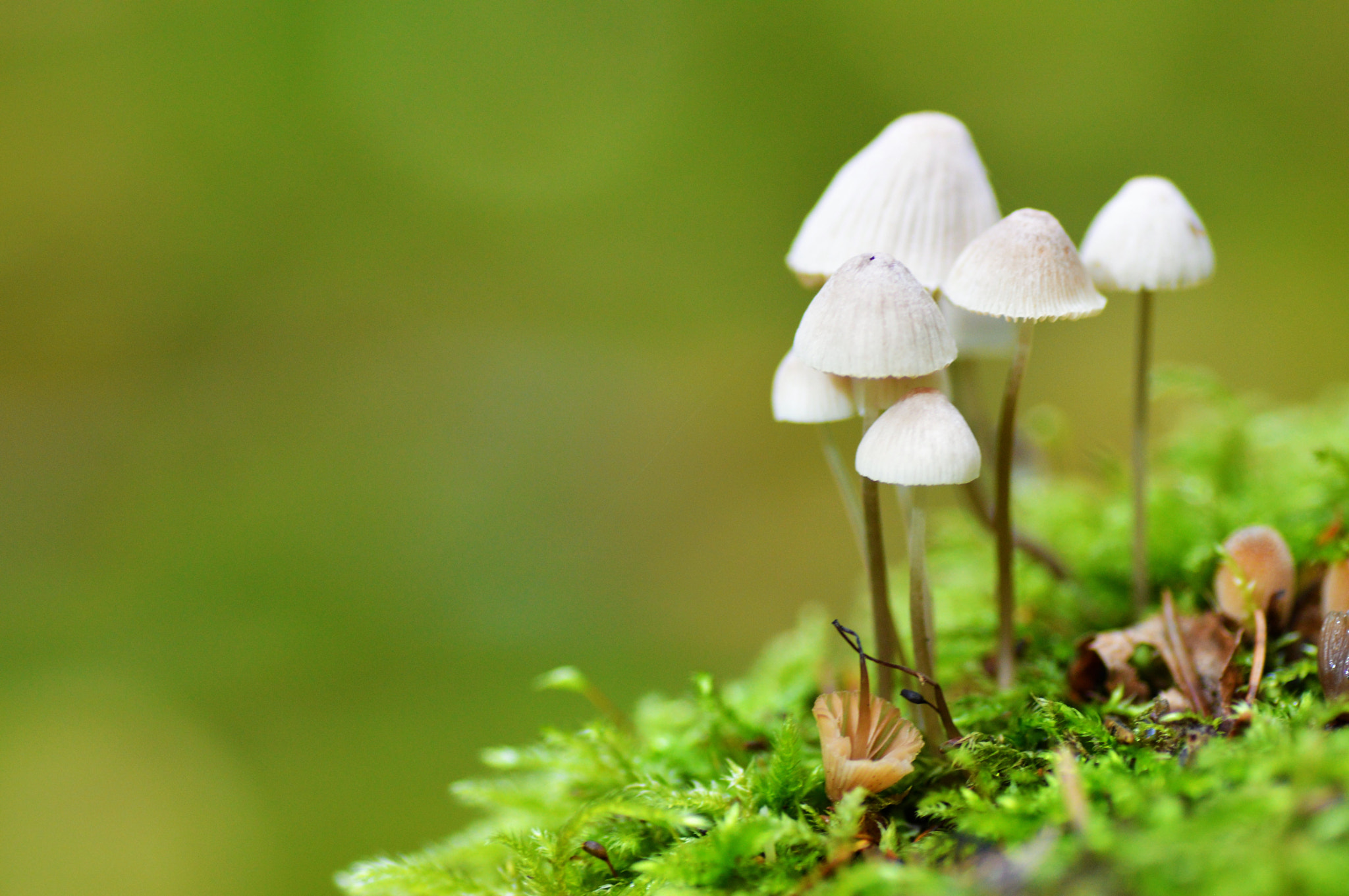 Nikon D3200 sample photo. Forest photography