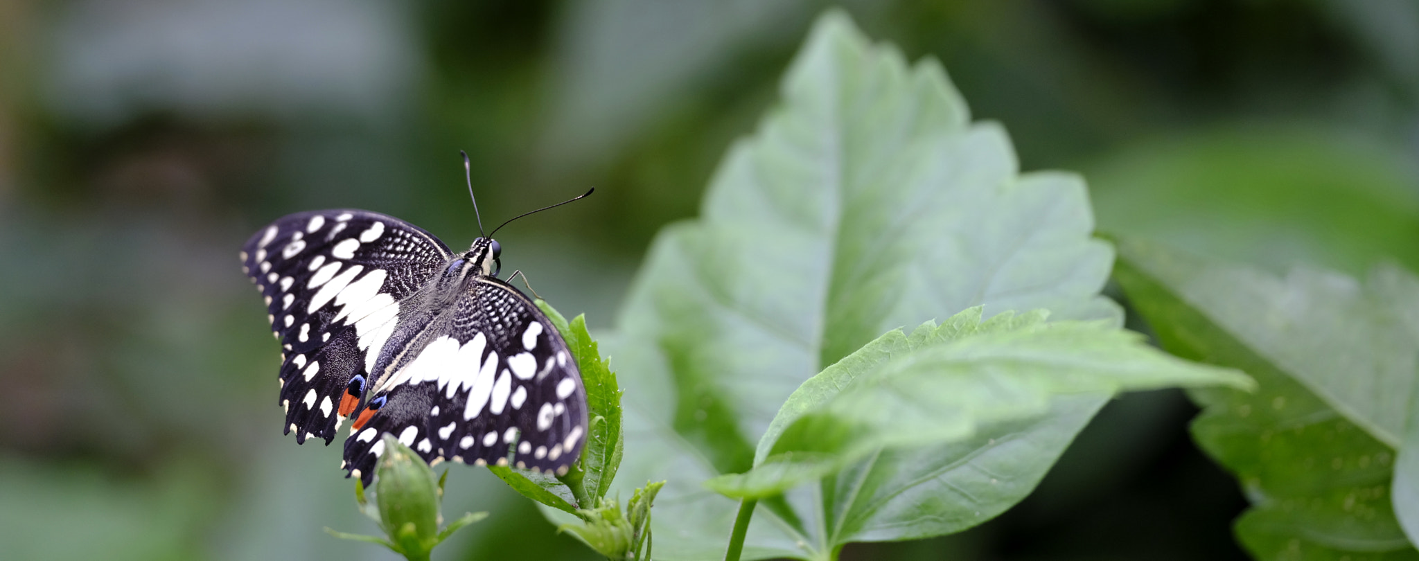 Fujifilm GFX 50S sample photo. Lime swallowtail photography