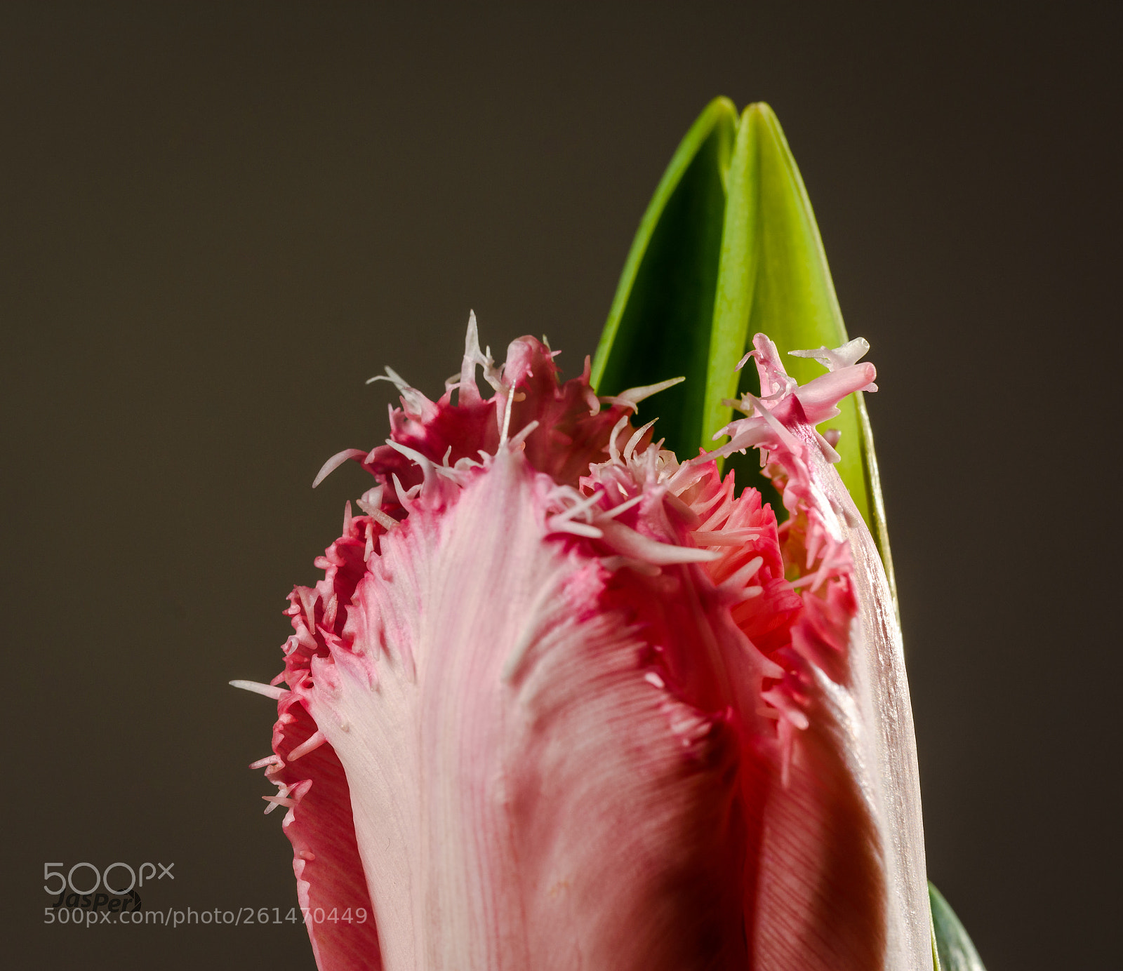 Nikon D7200 sample photo. Tulip photography