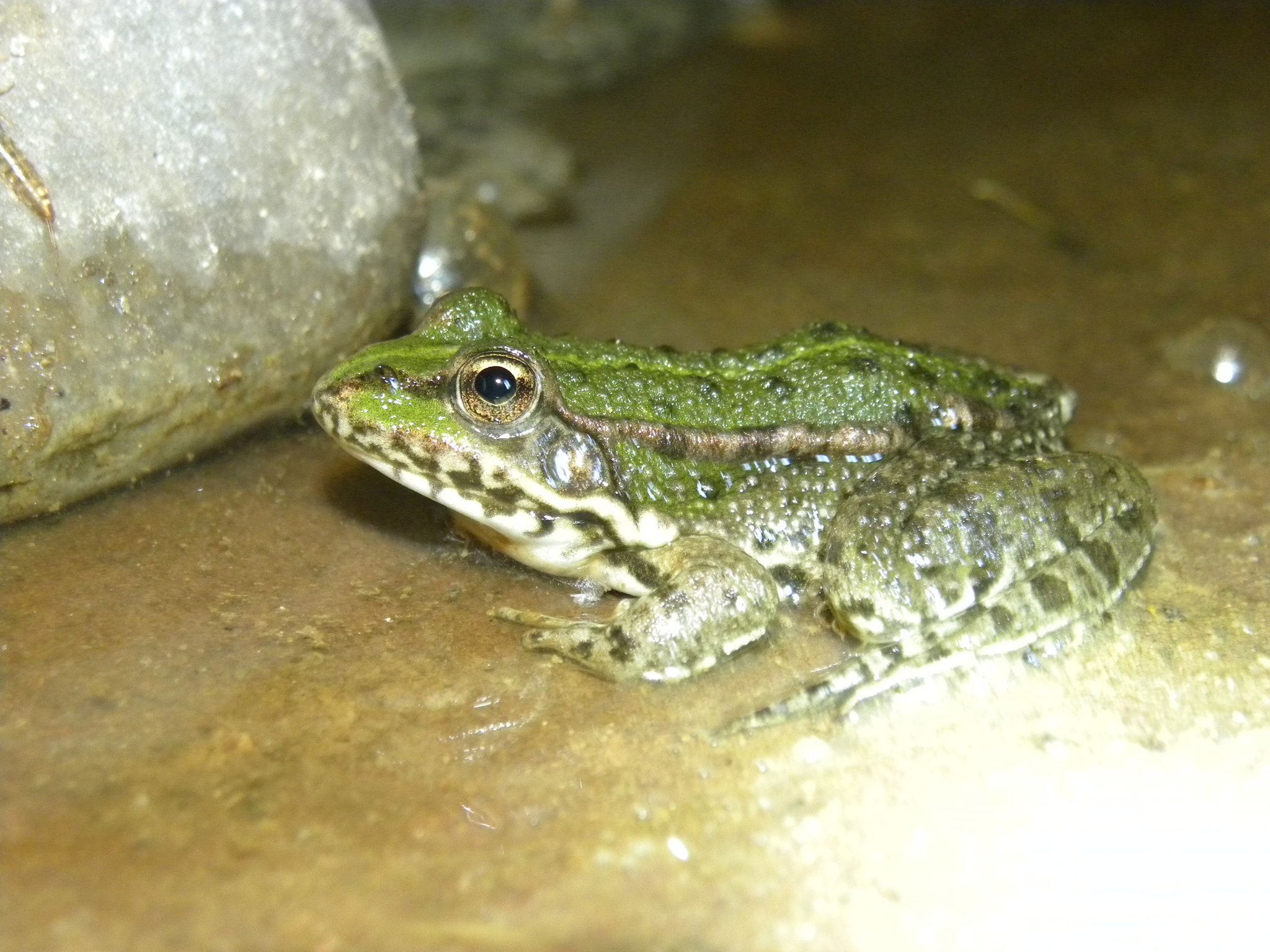 Nikon Coolpix P90 sample photo. Frog photography