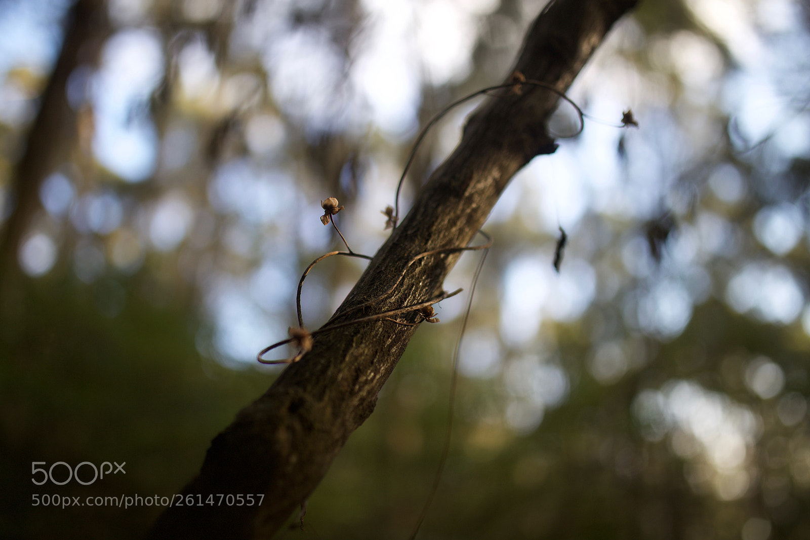 Canon EOS 6D sample photo. Withering photography