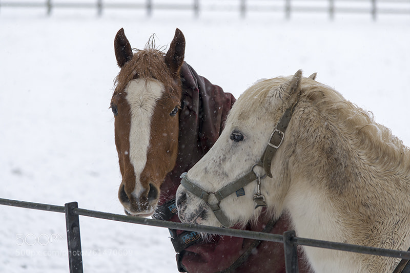 Nikon D3100 sample photo. Company in the cold photography