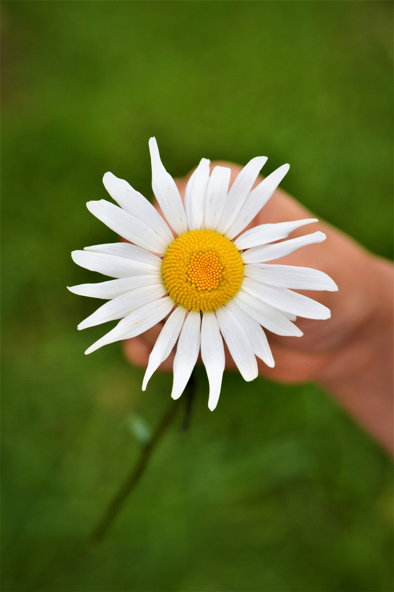Nikon D3200 sample photo. Spring photography