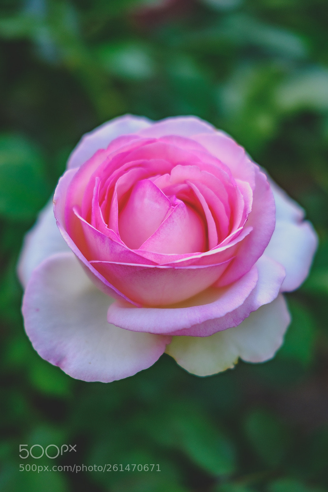 Fujifilm X-T20 sample photo. Kleine perfektion photography